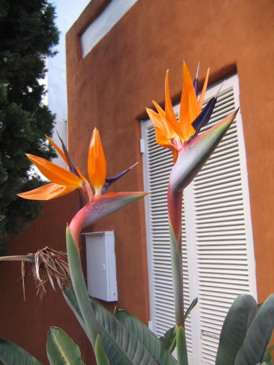 Rose Lodge Cape Town Exterior photo